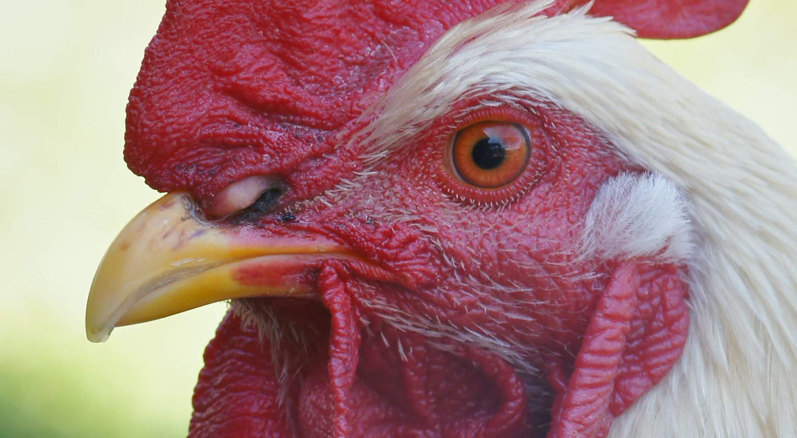 Influenza aviar: conoce las medidas para los 90 días de Emergencia Sanitaria